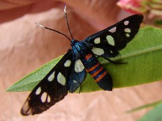 Papilio vaccaroi - Nordafrikanischer Widderbär